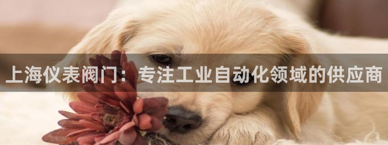 云顶国际服哪个服人多